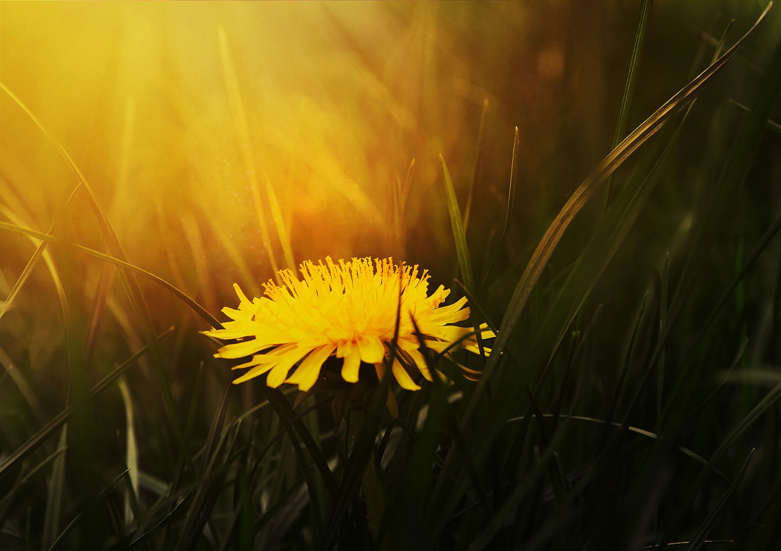 dandelion photo