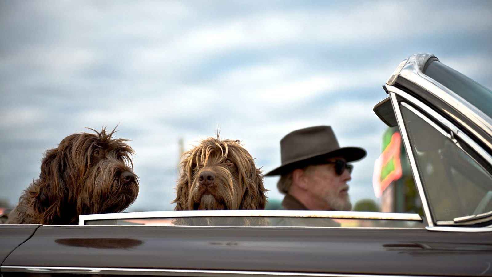 photo of man driving a car with two dog with him