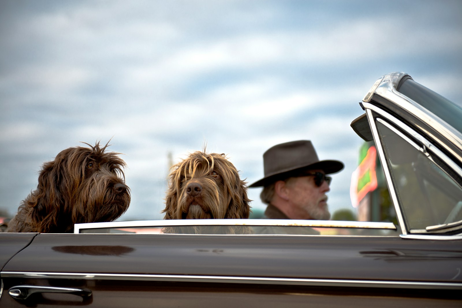 photo of man driving a car with two dog with him