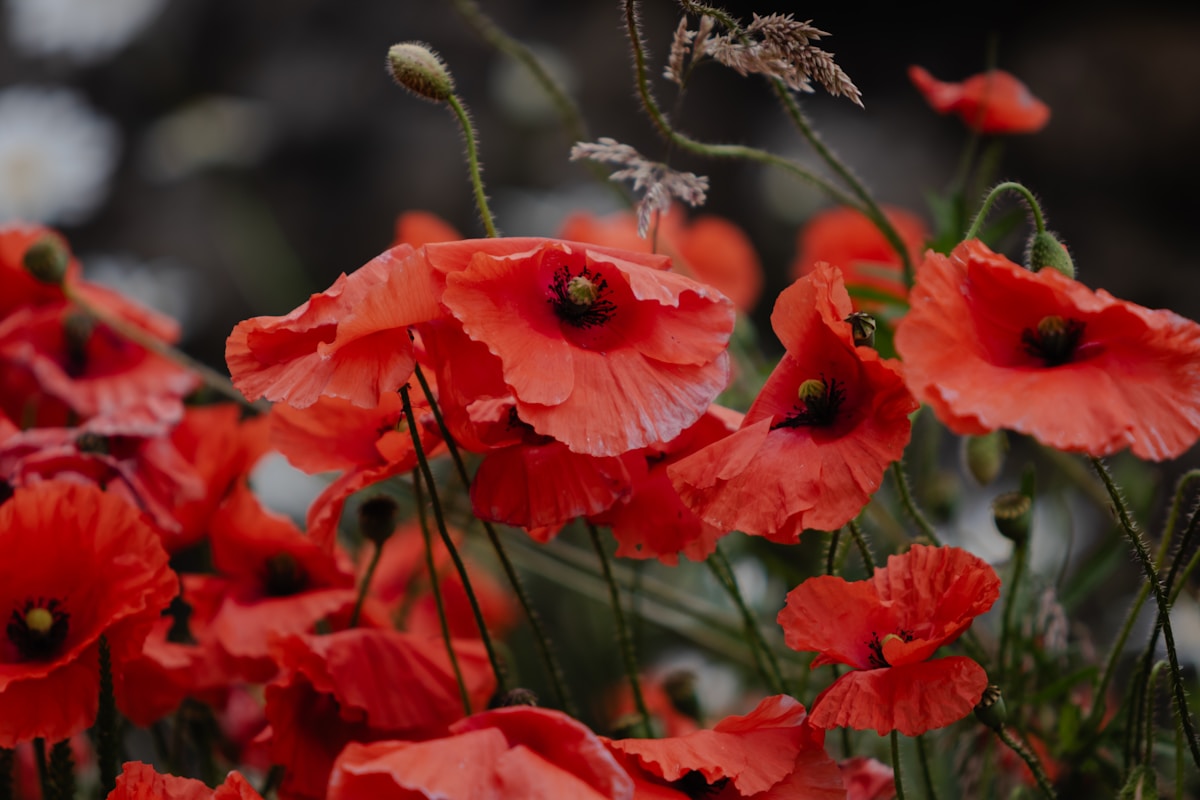 A bunch of poppies