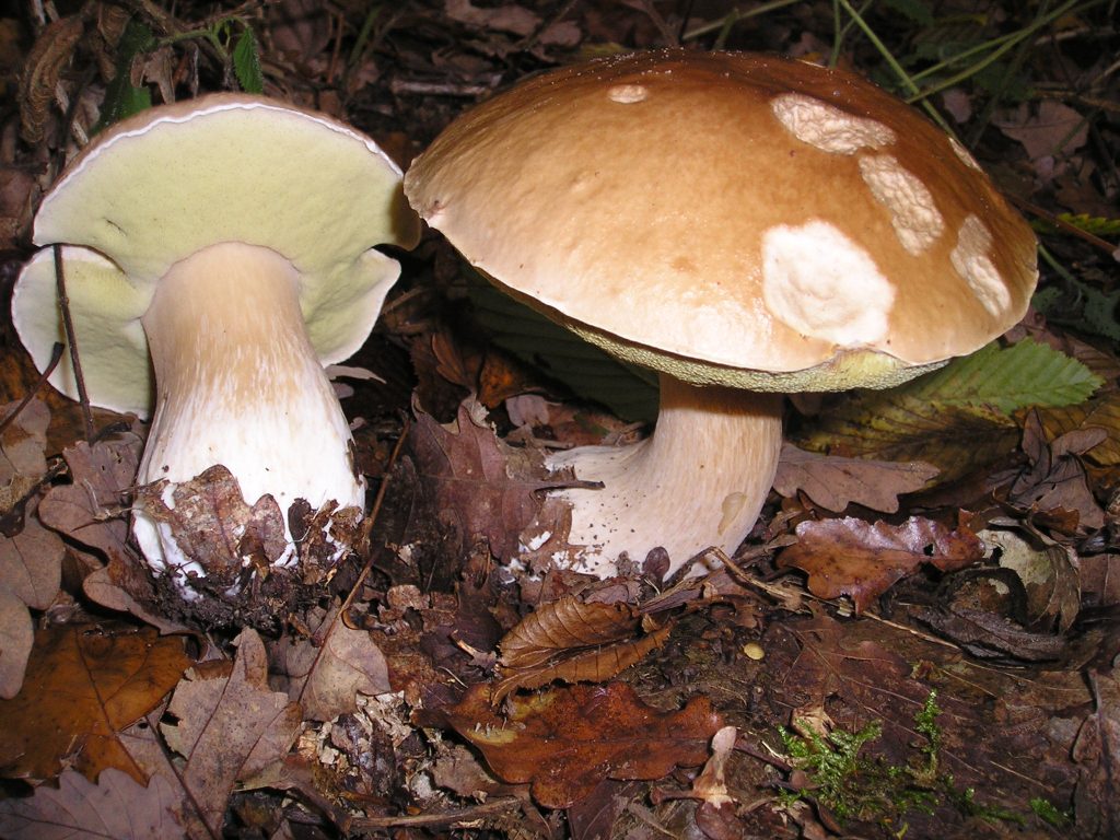 Boletus edulis