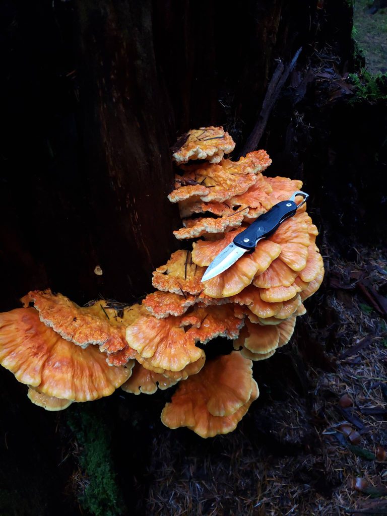 chicken of the woods mushroom photo