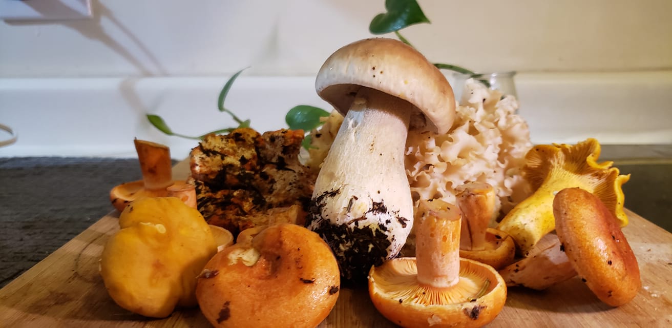 edible mushrooms picked on vancouver island around campbell river