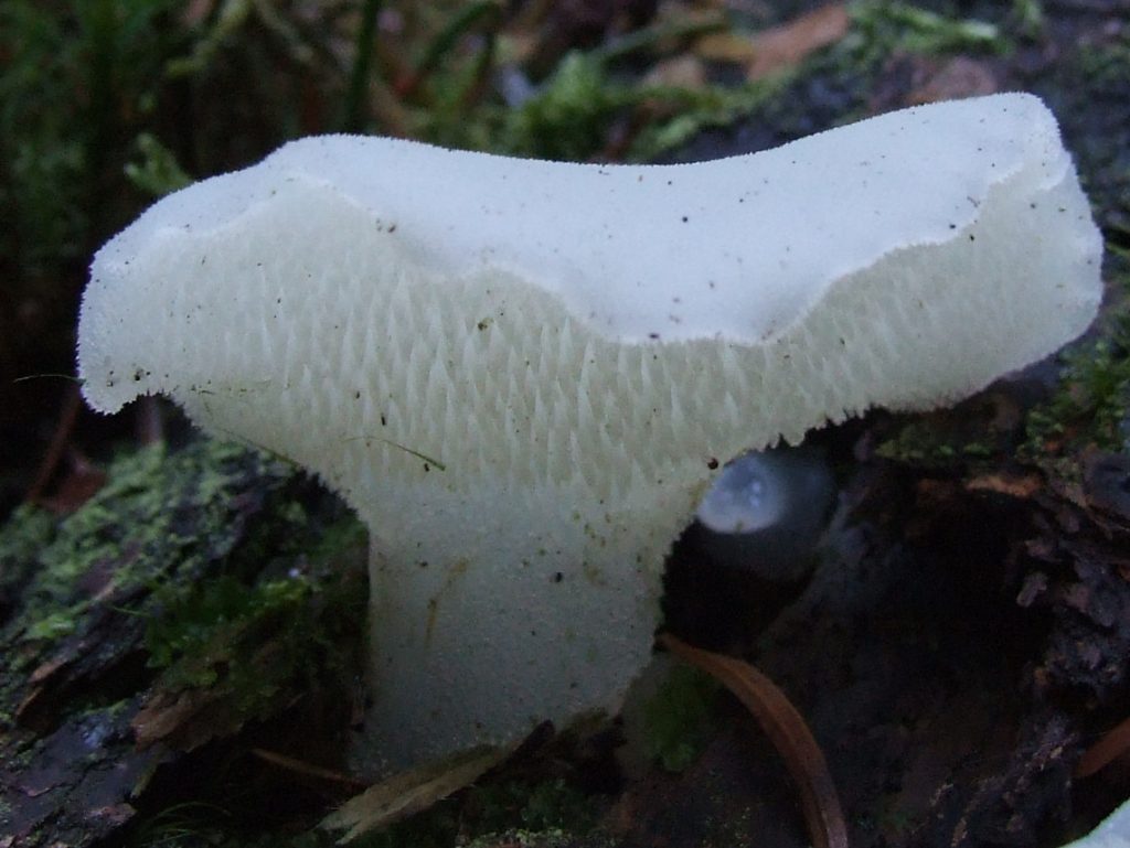 Pseudohydnum gelatinosum