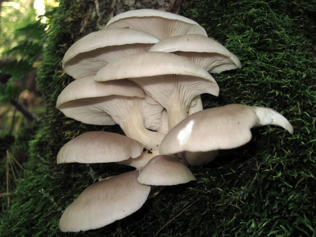 oyster mushroom group