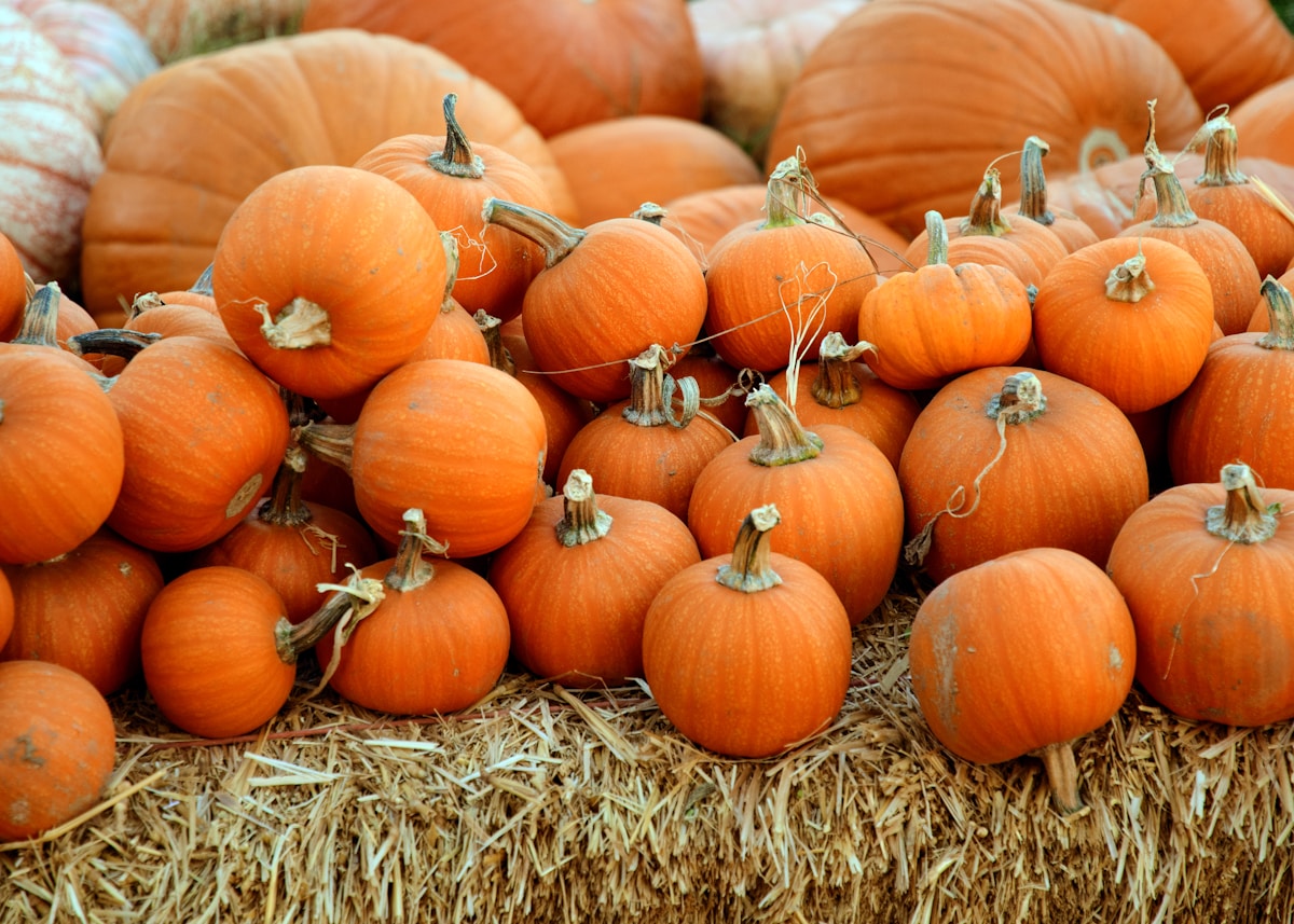 pile of orange squash pumpkins