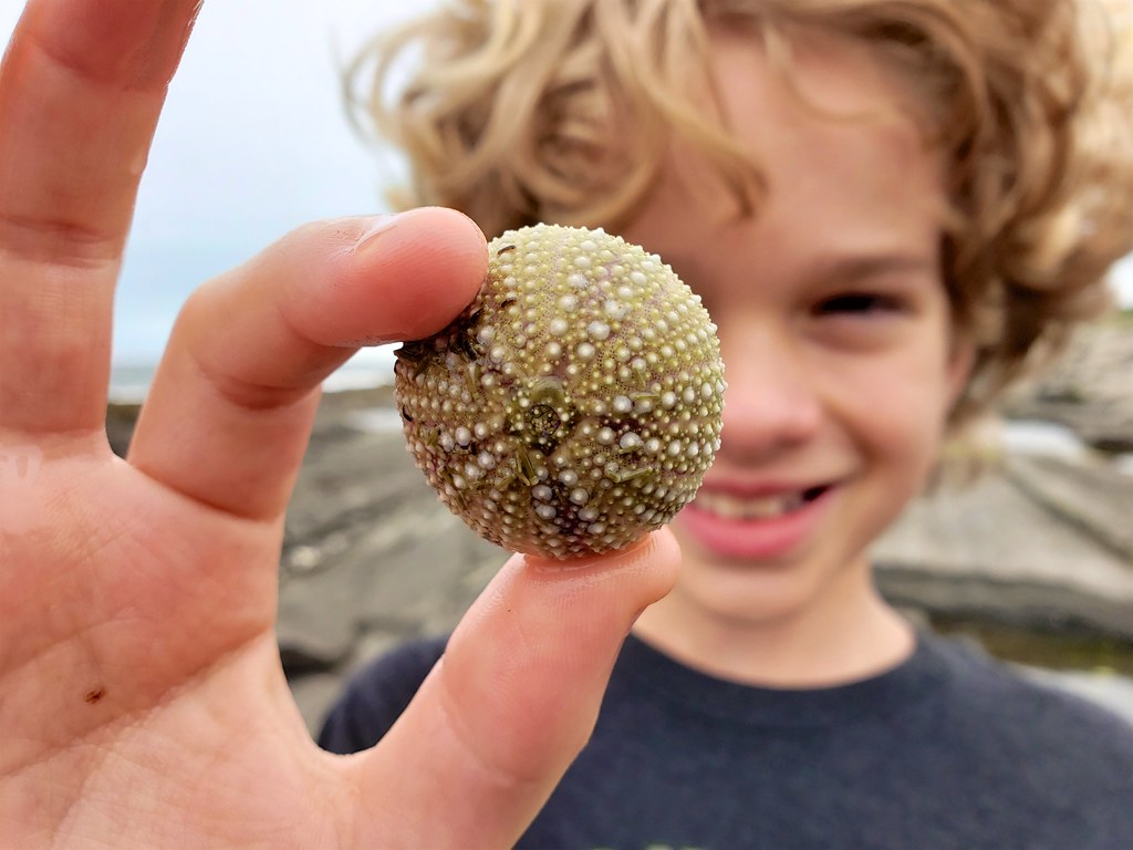 sea urchin skeleton