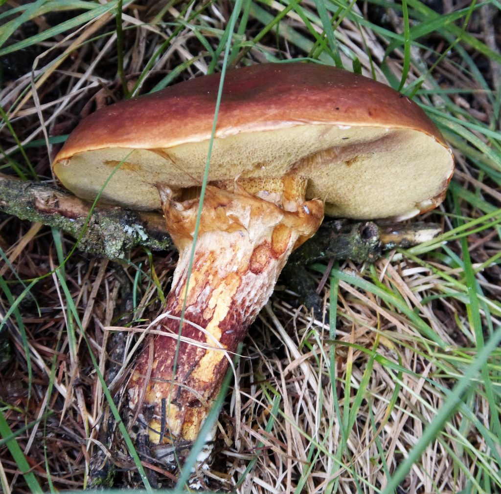 slippery jack mushroom