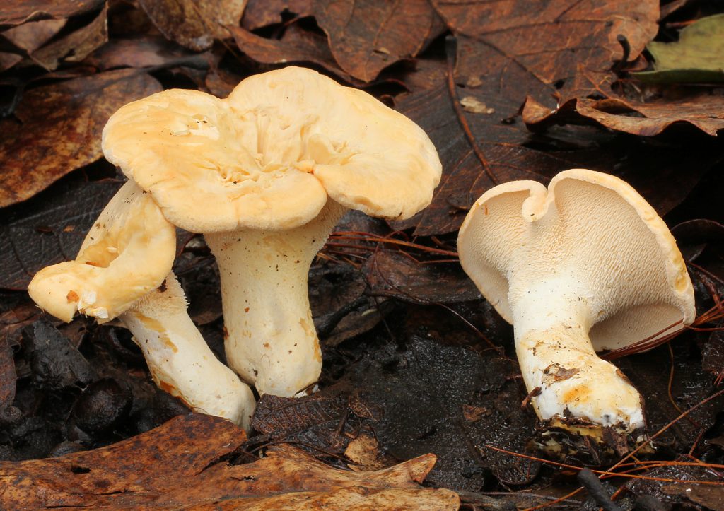 Hydnum repandum