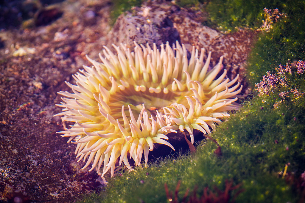 Tidepools