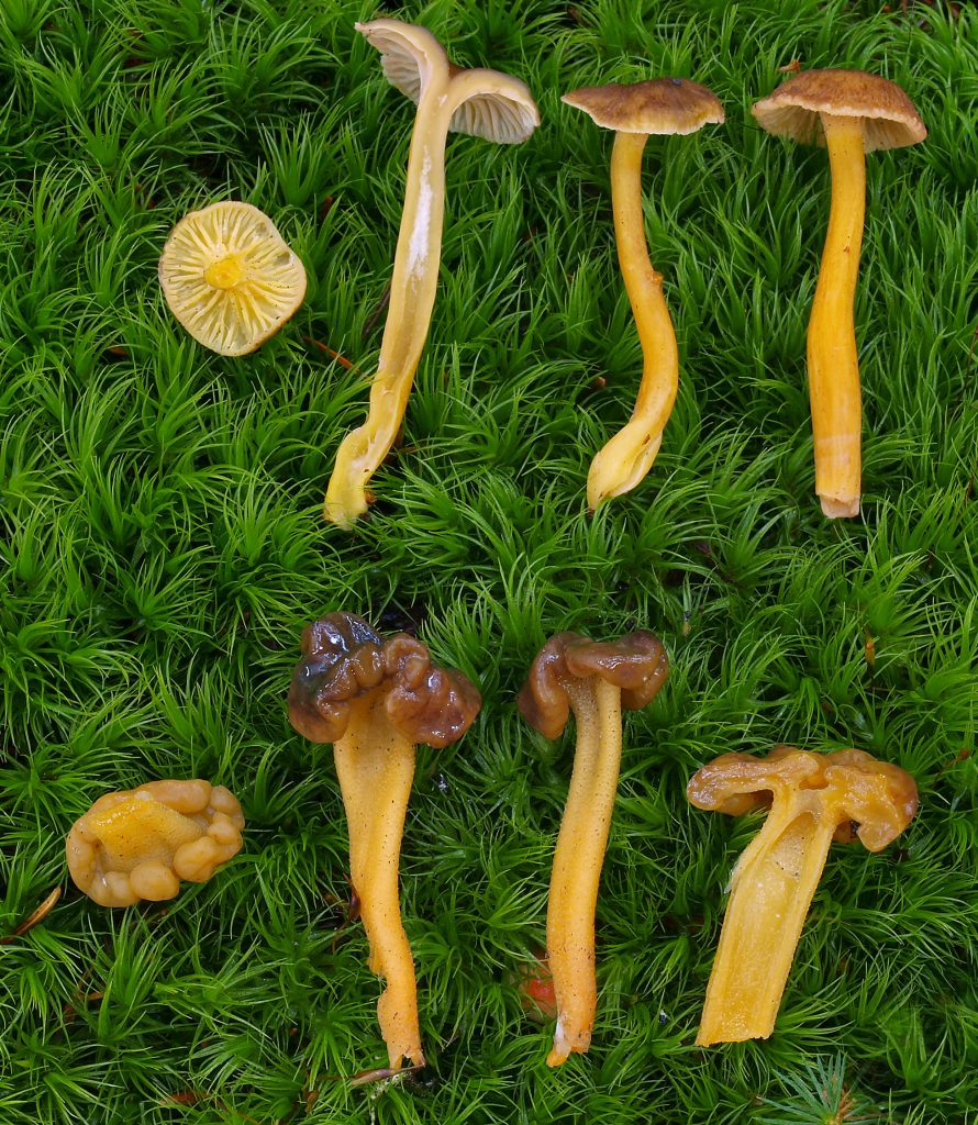 yellowfoot mushrooms