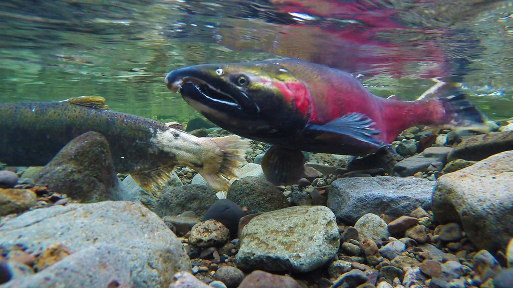 salmon underwater photo