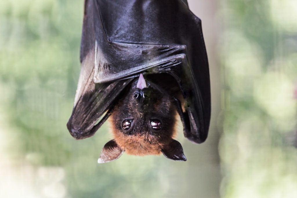 a bat hanging upside down in a tree