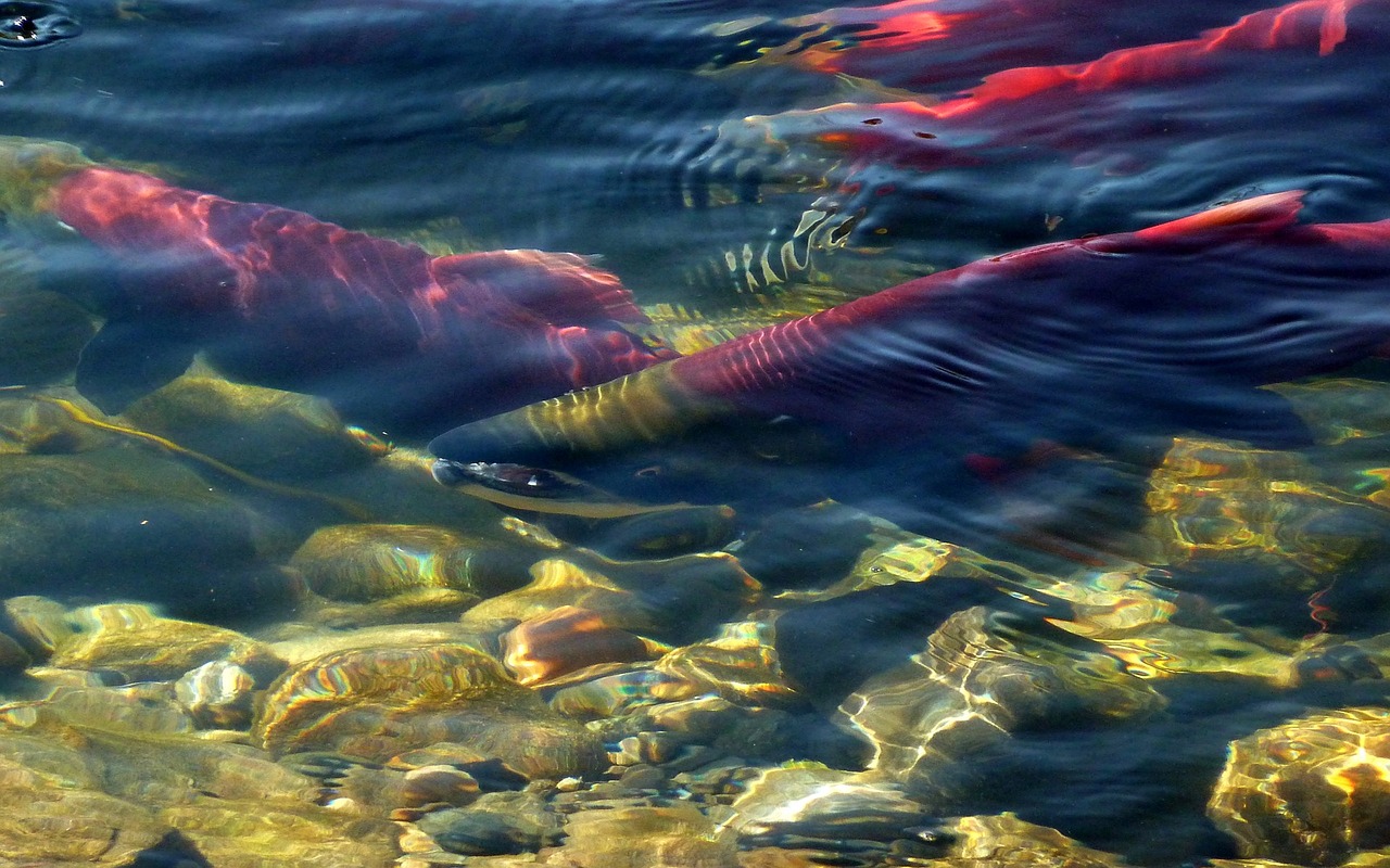 sockeye salmon, spawning