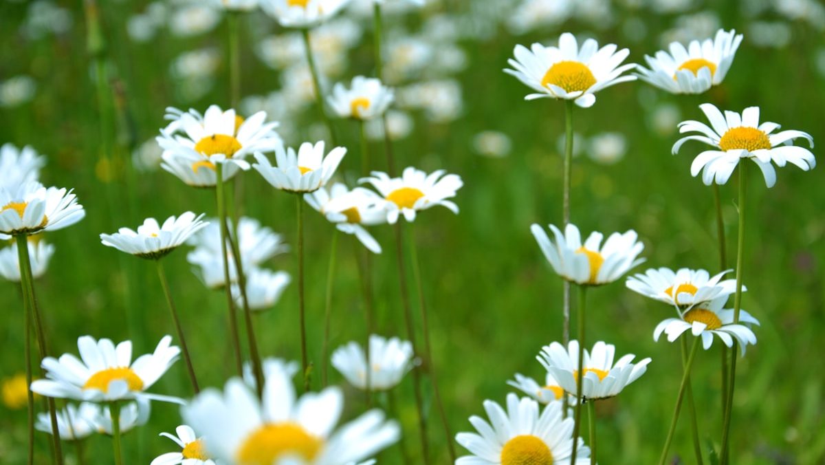 common daisy flowers on grass field