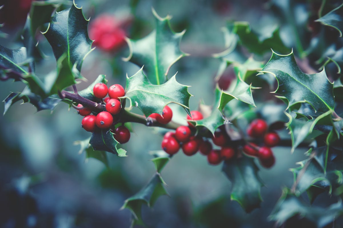 Vibrant red holly berries with sharp green leaves, a classic winter scene.