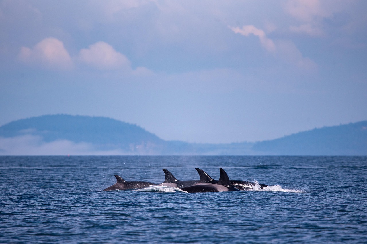 Photo by Sarah_With_An_H a pod of orcas