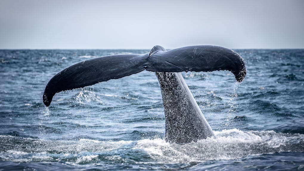 Photo by Richard Sagredo A majestic humpback whale tail.