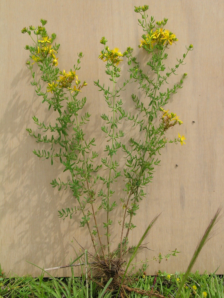 st johns wort