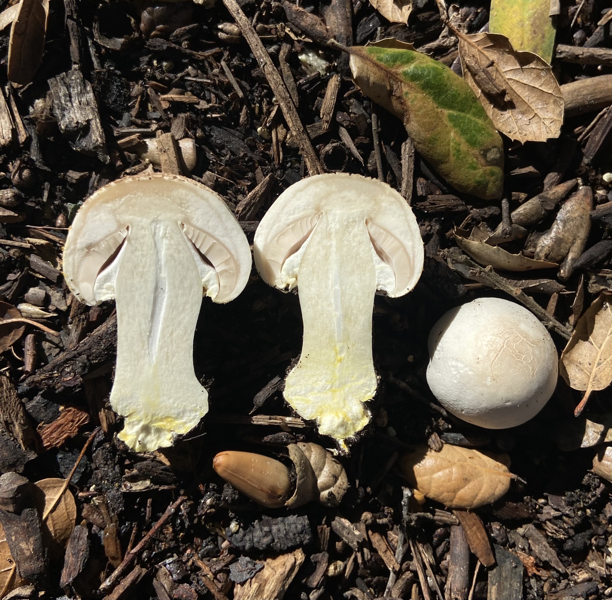 Amanita virosa var. levipes Neville \u0026 Poumarat, image size:2048x2009