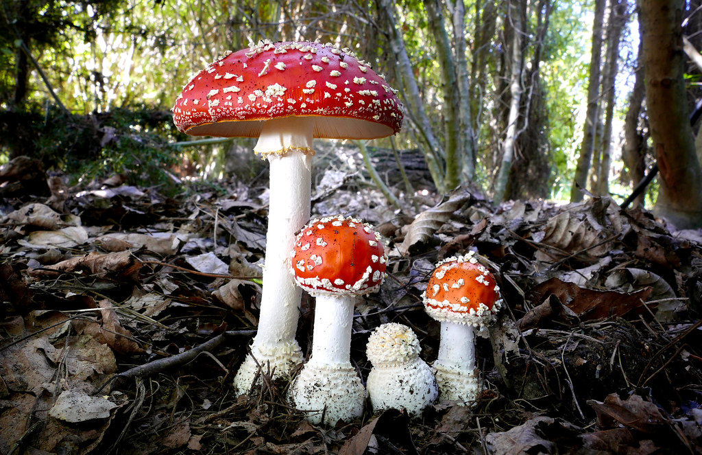 various stages of maturity for amanita muscaria
