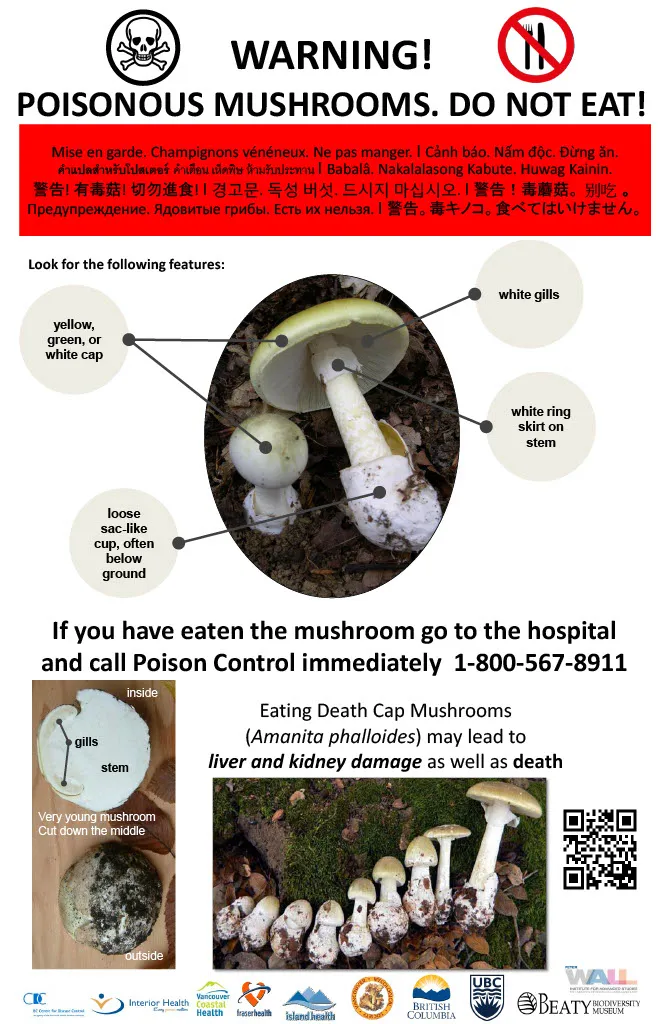death cap poster