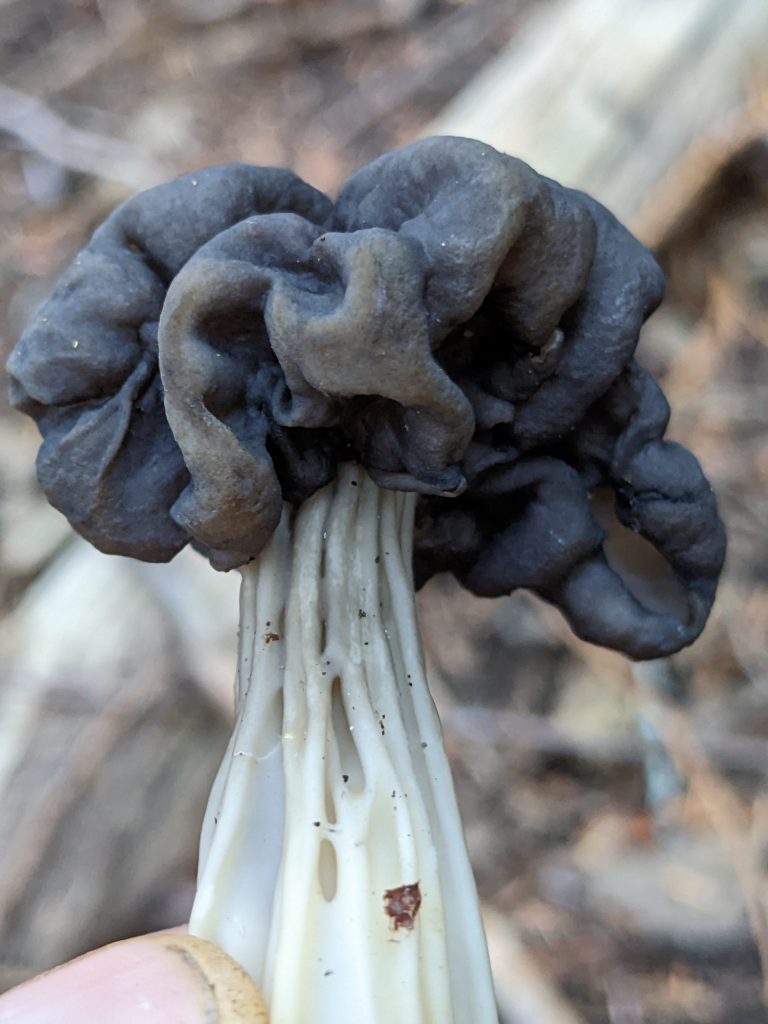 Helvella vespertina