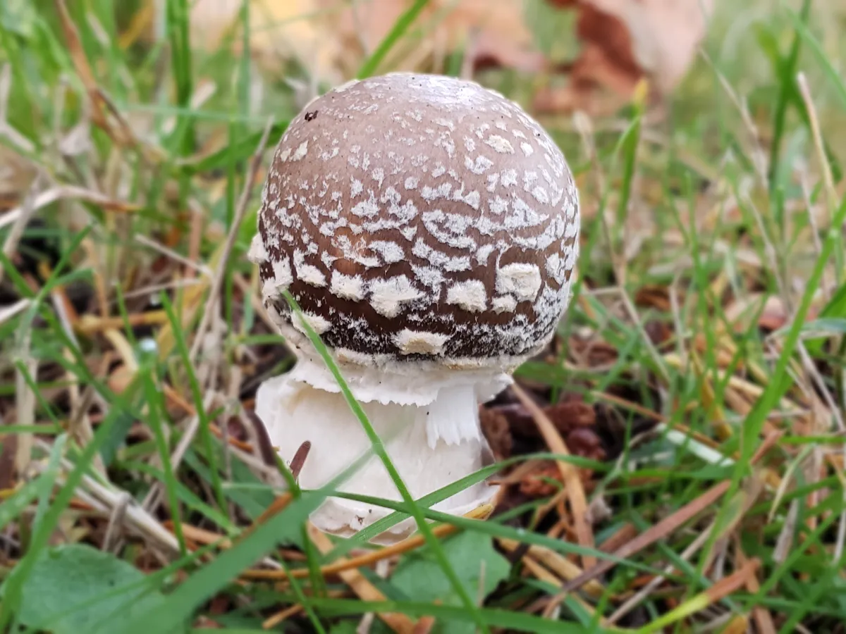 Anyone knows what this mushroom might be? Picture taken last summer in  Germany. : r/mycology, image size:1200x900