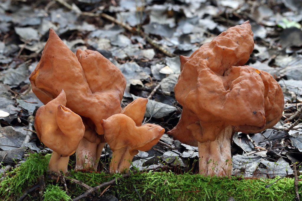 Paragyromitra infula