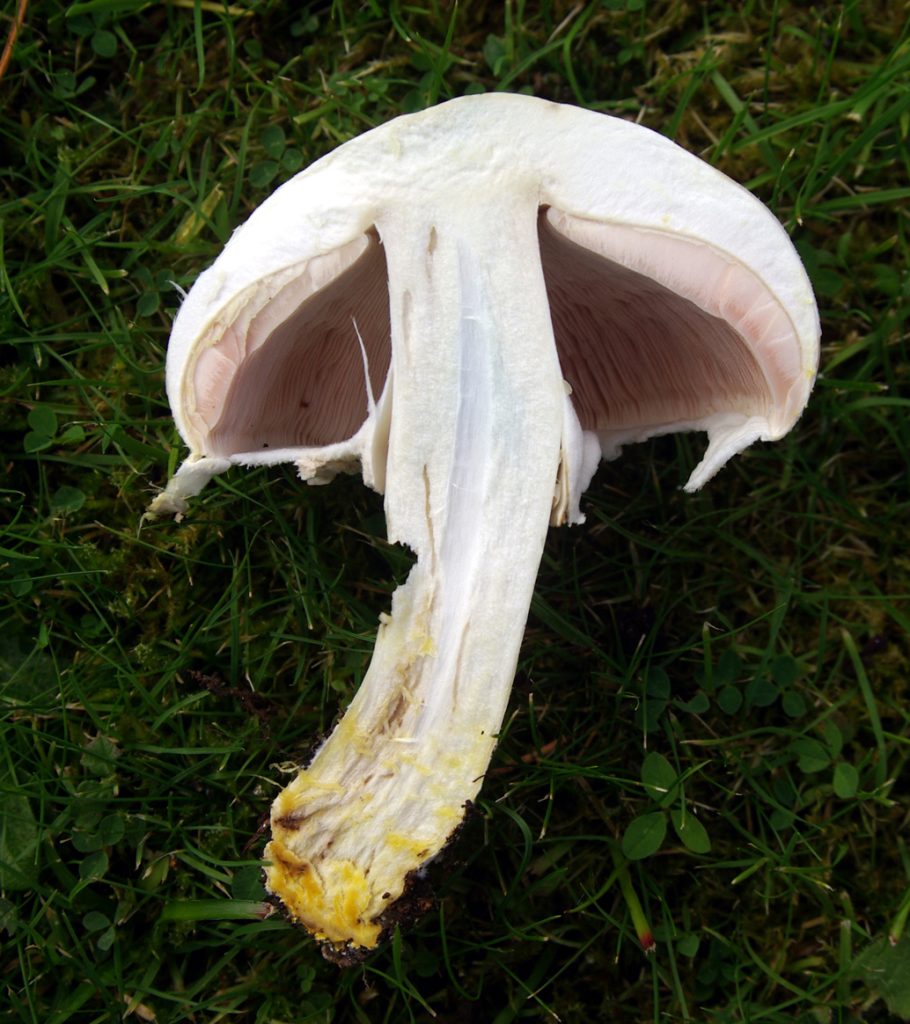 Agaricus xanthodermus